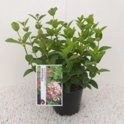 Sneeuwbal (Viburnum Tinus 'Lisa Rose') 12 Sneeuwbal (Viburnum Tinus 'Lisa Rose') -Tuinplanten Winkel viburnum tinus lisarose