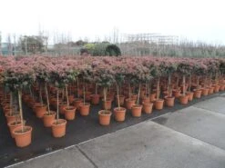 Sneeuwbal Op Stam (Viburnum Tinus 'Eve Price') -Tuinplanten Winkel viburnum tinus op stam 2
