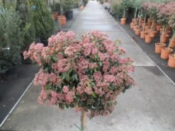Sneeuwbal Op Stam (Viburnum Tinus 'Eve Price') -Tuinplanten Winkel viburnum tinus op stam 3