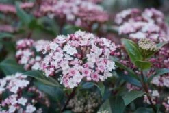Sneeuwbal (Viburnum Tinus 'Spirit') -Tuinplanten Winkel viburnum tinus spirit 03