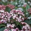 Sneeuwbal (Viburnum Tinus 'Spirit') -Tuinplanten Winkel viburnum tinus spirit 05