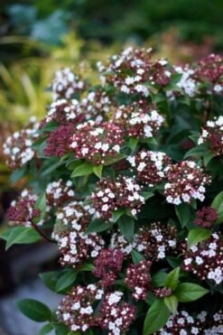Sneeuwbal (Viburnum Tinus 'Spirit') -Tuinplanten Winkel viburnum tinus spirit 01