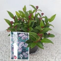 Sneeuwbal (Viburnum Tinus 'Spirit') -Tuinplanten Winkel viburnum tinus spirit pbr