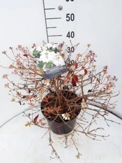 Sneeuwbal (Viburnum Plicatum 'Watanabe') 15 Sneeuwbal (Viburnum Plicatum 'Watanabe') -Tuinplanten Winkel viburnum watanabe c10 v02