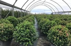 Sneeuwbal Als Bolvorm (Viburnum Tinus 'Eve Price') -Tuinplanten Winkel viburnumtinuseveprice