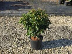 Sneeuwbal (Viburnum Tinus 'Spirit') -Tuinplanten Winkel viburnumtinusspirit01
