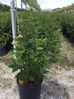 Sneeuwbal (Viburnum Tinus 'Spirit') -Tuinplanten Winkel viburnumtinusspirit02