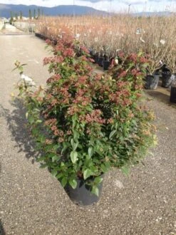 Sneeuwbal Als Bolvorm (Viburnum Tinus 'Spirit') -Tuinplanten Winkel viburnumtinusspiritbol01