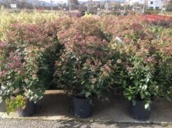 Sneeuwbal Als Bolvorm (Viburnum Tinus 'Spirit') -Tuinplanten Winkel viburnumtinusspiritbol02