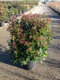 Sneeuwbal Als Bolvorm (Viburnum Tinus 'Spirit') -Tuinplanten Winkel viburnumtinusspiritbol03