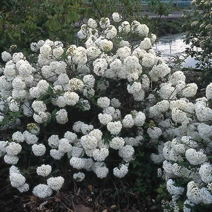 Sneeuwbal (Viburnum 'Eskimo') 4 Sneeuwbal (Viburnum 'Eskimo') - Afbeelding 2