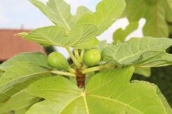 Vijg Als Solitair (Ficus Carica) -Tuinplanten Winkel vijg 2 1