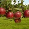 Appelboom (Malus Domestica 'Ingrid Marie') 1 Appelboom (Malus Domestica 'Ingrid Marie') -Tuinplanten Winkel vima04441