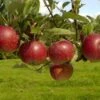 Lei-Appel (Malus Domestica 'Ingrid Marie') -Tuinplanten Winkel vima04441 1