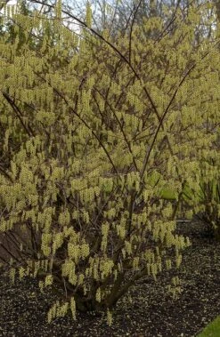 Staartaar (Stachyurus Praecox) -Tuinplanten Winkel vima04862 1