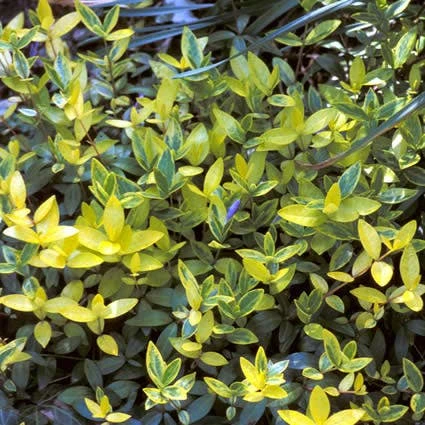 Kleine Maagdenpalm (Vinca Minor 'Aureovariegata') 3 Kleine Maagdenpalm (Vinca Minor 'Aureovariegata')