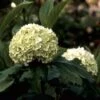 Sneeuwbal (Viburnum Opulus 'Roseum') -Tuinplanten Winkel vioroseu 9