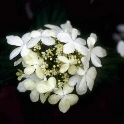 Sneeuwbal (Viburnum Plicatum 'Watanabe') 14 Sneeuwbal (Viburnum Plicatum 'Watanabe') -Tuinplanten Winkel vipwatan 8