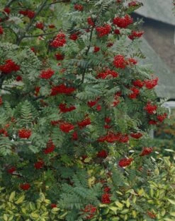 Vogelvriendelijke Haag, Volle Grond -Tuinplanten Winkel visi07503