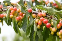 Zoete Kers, Bosplantsoen (Prunus Avium) -Tuinplanten Winkel visi103211