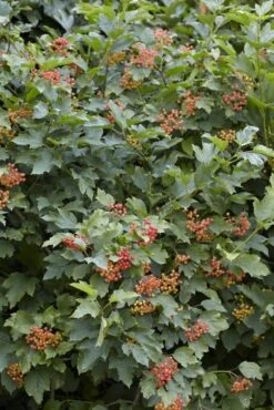 Vogelvriendelijke Haag, Volle Grond