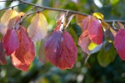 Grote Parrotia (Parrotia Persica) -Tuinplanten Winkel visi105613