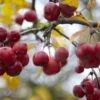 Meerstammige Sierappel (Malus 'Red Sentinel') -Tuinplanten Winkel visi107074