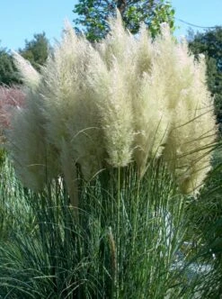 Pampasgras (Cortaderia Selloana 'Senior') -Tuinplanten Winkel visi108541