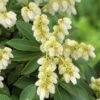 Rotsheide (Pieris Japonica 'Sarabande') -Tuinplanten Winkel visi112303