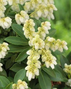 Rotsheide (Pieris Japonica 'Sarabande')