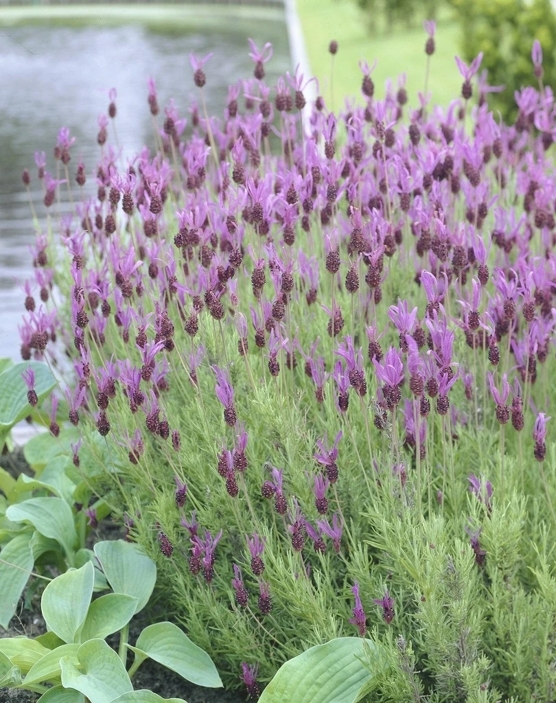 Vlinderlavendel (Lavandula Stoechas) 4 Vlinderlavendel (Lavandula Stoechas) - Afbeelding 2