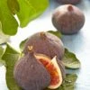 Vijg (Ficus Carica 'Brown Turkey')