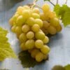 Witte Druif (Vitis Vinifera 'Italia') -Tuinplanten Winkel visi121502