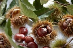 Tamme Kastanje Als Halfstam (Castanea Sativa) 8 Tamme Kastanje Als Halfstam (Castanea Sativa) -Tuinplanten Winkel visi121584 1