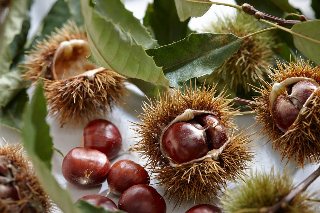 Tamme Kastanje Als Halfstam (Castanea Sativa) 5 Tamme Kastanje Als Halfstam (Castanea Sativa) - Afbeelding 3