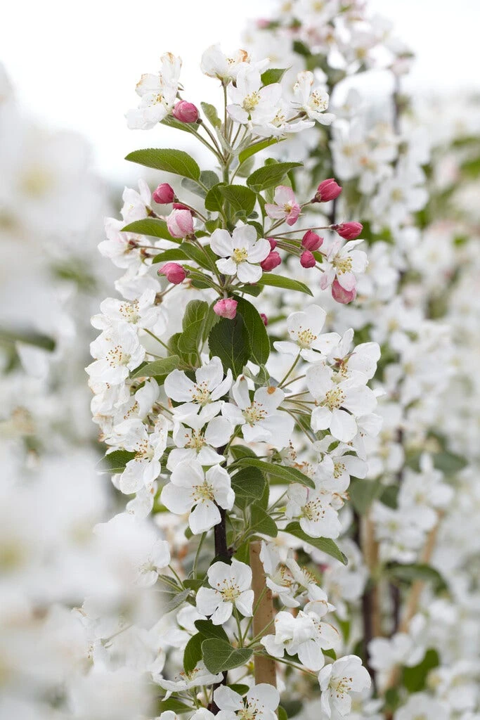 Grote Sierappel (Malus 'Evereste') 3 Grote Sierappel (Malus 'Evereste')