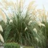 Pampasgras (Cortaderia Selloana 'Senior') -Tuinplanten Winkel visi134514