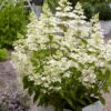 Pluimhortensia (Hydrangea Paniculata 'Confetti') -Tuinplanten Winkel visi142658