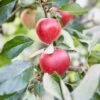 Appelboom (Malus Domestica 'Katja') -Tuinplanten Winkel visi153078