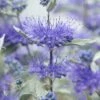 Caryopteris (Caryopteris X Clandonensis 'Sterling Silver') -Tuinplanten Winkel visi154293