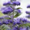 Caryopteris (Caryopteris Clandonensis 'Grand Blue') -Tuinplanten Winkel visi154299