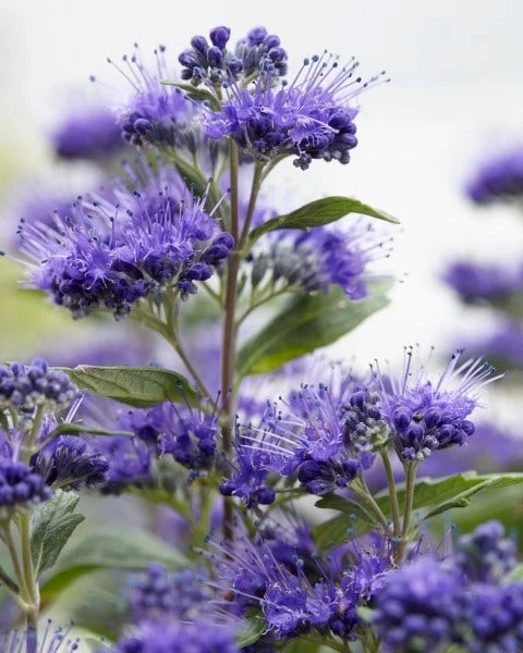 Caryopteris (Caryopteris Clandonensis 'Grand Blue') 3 Caryopteris (Caryopteris Clandonensis 'Grand Blue')