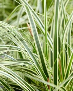 Zegge (Carex Evercream) 10 Zegge (Carex Evercream) -Tuinplanten Winkel visi156837