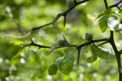 Driebladige Citroen (Poncirus Trifoliata) -Tuinplanten Winkel visi161440