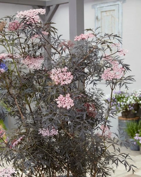 Zwarte Vlier (Sambucus Nigra 'Black Lace') 4 Zwarte Vlier (Sambucus Nigra 'Black Lace') - Afbeelding 2