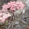 Zwarte Vlier (Sambucus Nigra 'Black Lace') 1 Zwarte Vlier (Sambucus Nigra 'Black Lace') -Tuinplanten Winkel visi161784