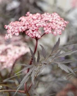 Zwarte Vlier (Sambucus Nigra 'Black Lace')