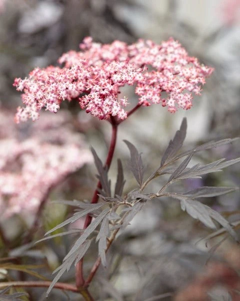Zwarte Vlier (Sambucus Nigra 'Black Lace') 3 Zwarte Vlier (Sambucus Nigra 'Black Lace')