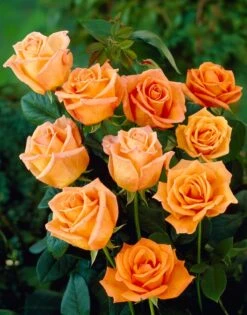 Grootbloemige Roos (Rosa 'Doris Tysterman') 5 Grootbloemige Roos (Rosa 'Doris Tysterman') -Tuinplanten Winkel visi16555