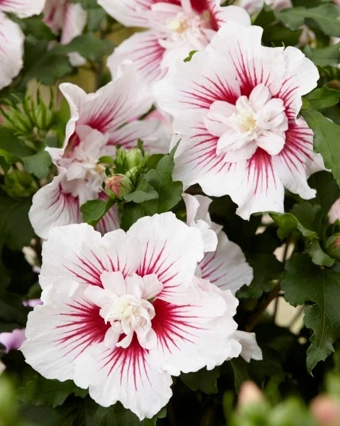Altheastruik (Hibiscus Syriacus 'Starburst Chiffon') 6 Altheastruik (Hibiscus Syriacus 'Starburst Chiffon') - Afbeelding 4